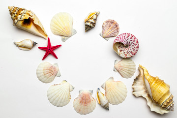 Sea Shells, starfish in shape frame. Trendy natural organic color Hello summer background concept. Top view with copy space