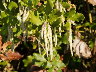 (Garrya elliptica) Coast silk-tassel with inflorescences in cascade of silver or grey-green pendant catkins or aments