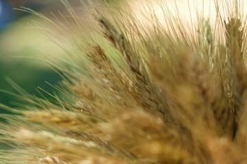A bunch of dry ears of wheat on a blurry colored background. Selective focus.