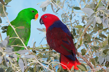 ECLECTUS eclectus roratus