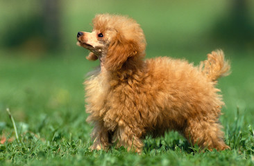 CANICHE NAIN