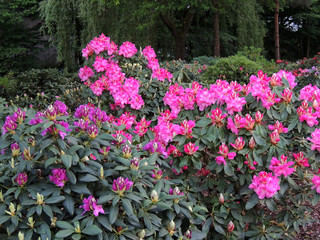 Rhododendron in spring during flowering