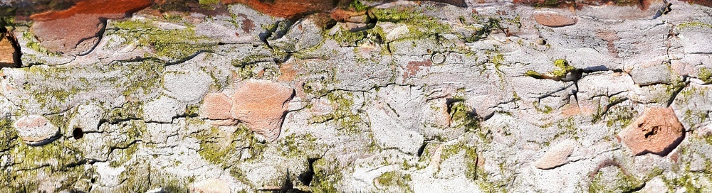 Poster panoramic photo of relief texture of the bark of pine. image of a tree bark texture..