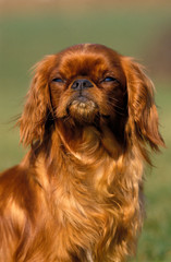 KING CHARLES SPANIEL