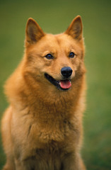 SPITZ FINLANDAIS