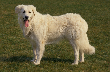 KUVASZ