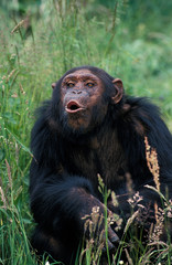 CHIMPANZE pan troglodytes