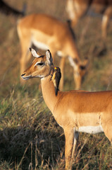 IMPALA aepyceros melampus