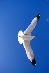 GOELAND A BEC CERCLE larus delawerensis