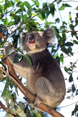 KOALA phascolarctos cinereus