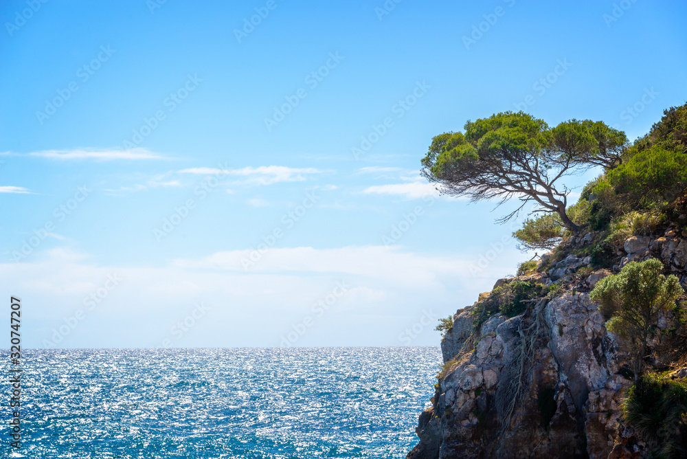 Wall mural pine tree on a rock by the sea with copy space mediterranean landscape in menorca balearic islands,  - Wall murals