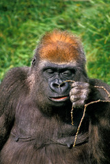 GORILLE DE PLAINE gorilla gorilla graueri