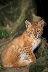 LYNX BOREAL  felis lynx