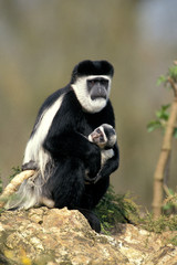 COLOBE GUEREZA colobus guereza