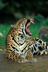 JAGUAR panthera onca