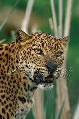 PANTHERE LEOPARD panthera pardus