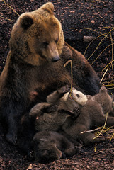 Fototapeta premium OURS BRUN ursus arctos