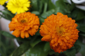 Beautiful Yellow Flowers in Closeup and Macro with Blur Background wi