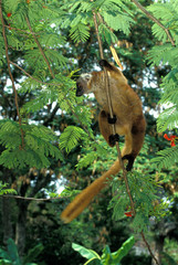 MAKI BRUN eulemur fulvus