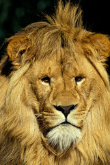 LION D'AFRIQUE panthera leo