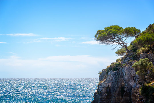 Pine tree on a rock by the sea with copy space mediterranean landscape in Menorca Balearic islands, Spain