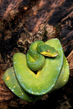 PYTHON VERT morelia viridis