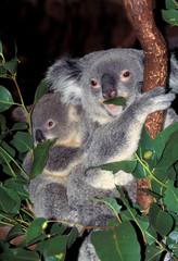 KOALA phascolarctos cinereus