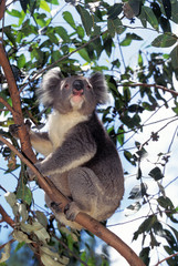 KOALA phascolarctos cinereus