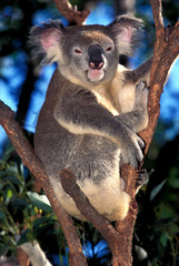 KOALA phascolarctos cinereus