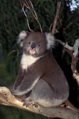 KOALA phascolarctos cinereus