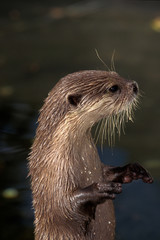 LOUTRE CENDREE aonyx cinerea