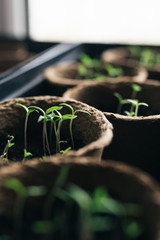 seedlings in peat pots. Baby plants seeding, black hole trays for agricultural seedlings. The...