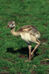NANDOU AMERICAIN rhea americana