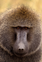 BABOUIN DOGUERA papio anubis