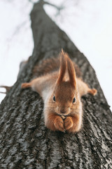 Squirrel eats nuts hanging upside down on tree © yggdrasil