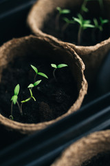 seedlings in peat pots. Baby plants seeding, black hole trays for agricultural seedlings. The...