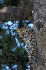 PANTHERE LEOPARD panthera pardus