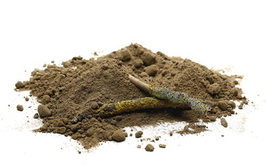 Dirt, soil with dry twigs, branches isolated on white background