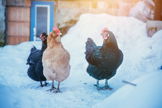Chickens in the own garden, winter time with snow