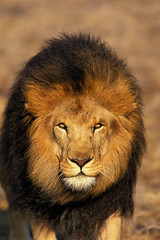 LION D'AFRIQUE panthera leo