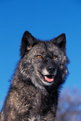 LOUP DU MACKENZIE canis lupus mackenzii