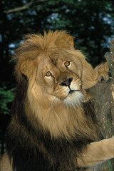LION D'AFRIQUE panthera leo
