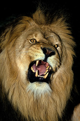 LION D'AFRIQUE panthera leo