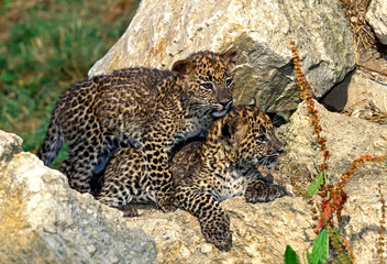 PANTHERE LEOPARD panthera pardus