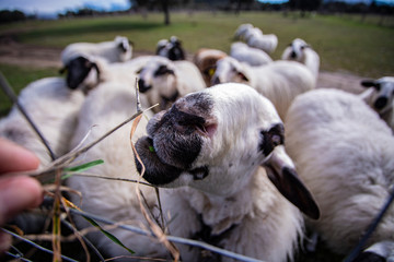 fotografiando a un rebaño de ovejas