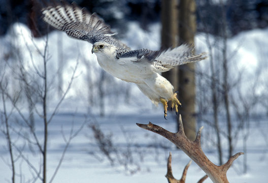 FAUCON GERFAUT falco rusticolus