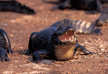 CAIMAN JACARE caiman latirostris