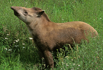 TAPIR DU BRESIL tapirus terrestris