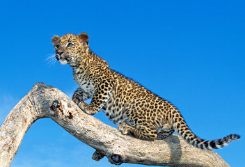 PANTHERE LEOPARD panthera pardus