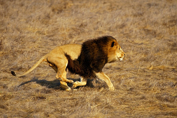 LION D'AFRIQUE panthera leo